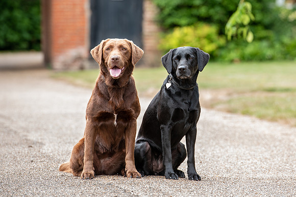 gundogs 1 low res