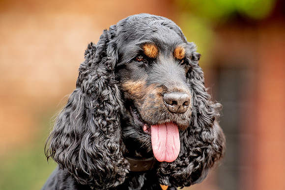 Cocker Spaniel 1
