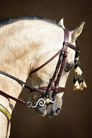 Star Andalusians-124 - Copy (2)
