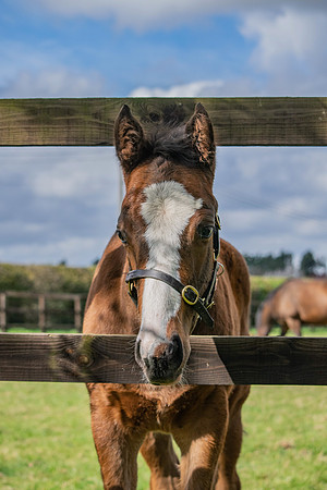 Foal 1 high res