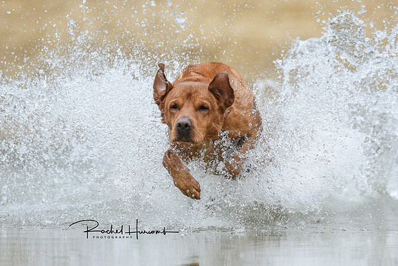 Oakley facebook copy 1-1